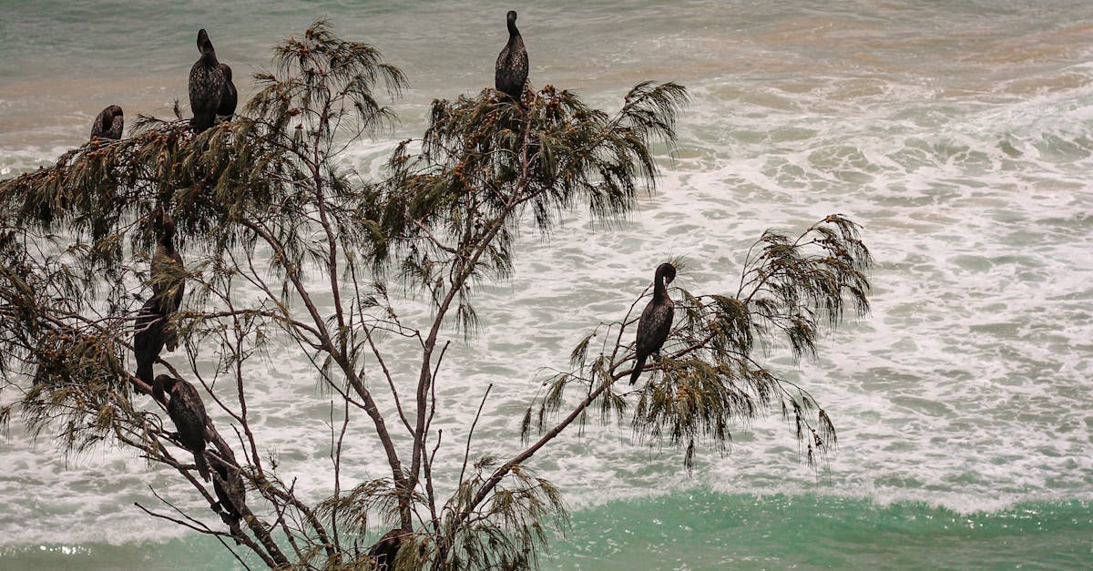 Discovering Creative Vegan Dining in Byron Bay